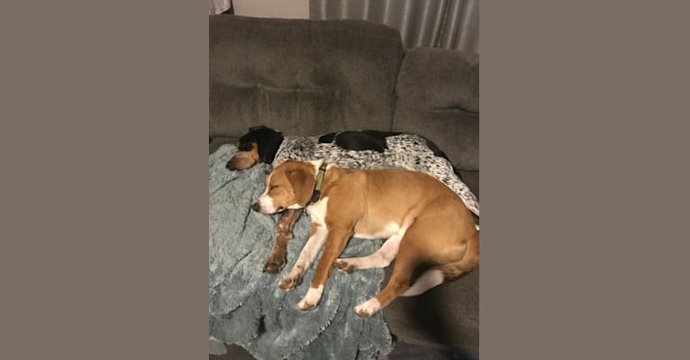 Peyton, a Beagle and Rat Terrier mix tested with EmbarkVet.com