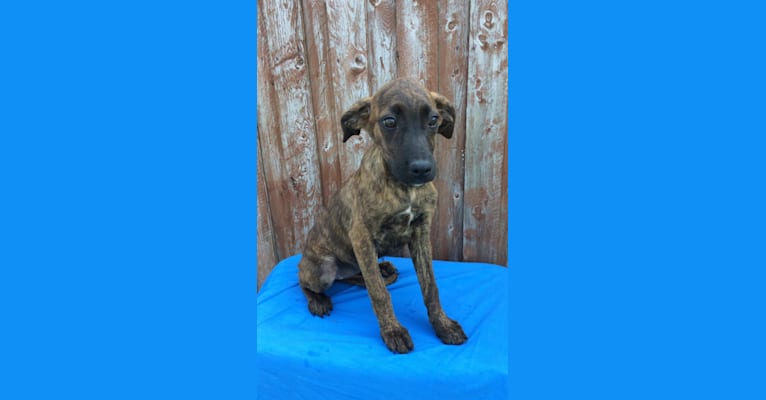 Aster, a Mountain Cur and Boxer mix tested with EmbarkVet.com