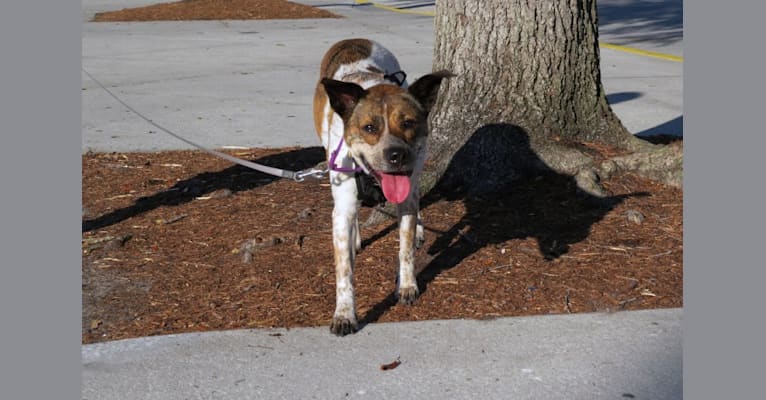 Peanut, a Chow Chow and Rottweiler mix tested with EmbarkVet.com
