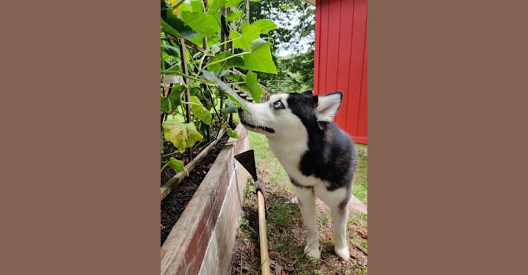 Gena, Gigi, a Pomsky tested with EmbarkVet.com