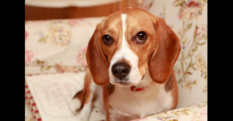 Penny, a Beagle tested with EmbarkVet.com