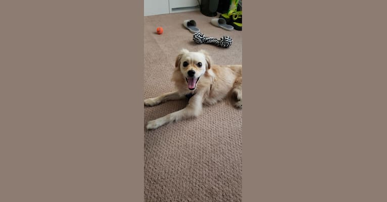 Photo of Arthur, a Poodle (Small), Shih Tzu, Pekingese, Cocker Spaniel, Pomeranian, and Mixed mix in null