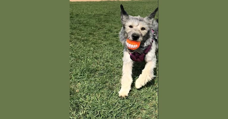Dory, a Siberian Husky and Poodle (Small) mix tested with EmbarkVet.com