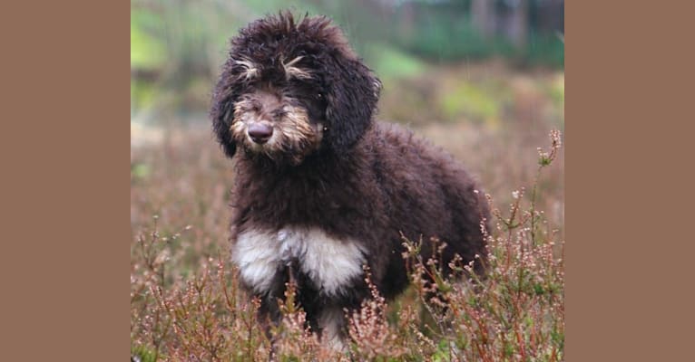 Gideon, a Poodle (Standard) tested with EmbarkVet.com