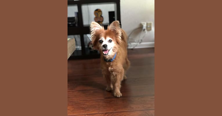 Hank, a Pomeranian and Chihuahua mix tested with EmbarkVet.com