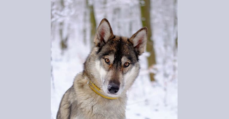Ylva, a Siberian Husky and German Shepherd Dog mix tested with EmbarkVet.com