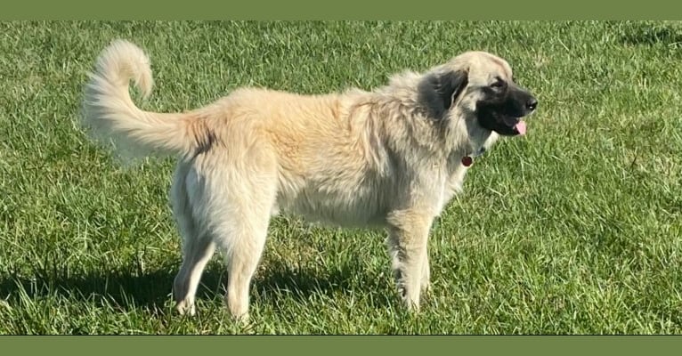 Olaf, an Anatolian Shepherd Dog and Great Pyrenees mix tested with EmbarkVet.com