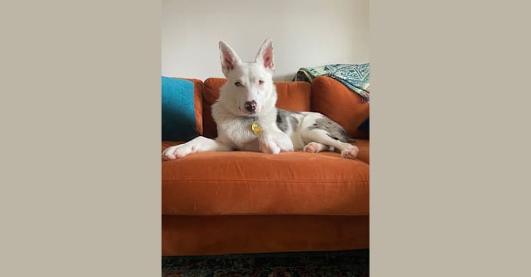 Momo, an Australian Cattle Dog and Australian Shepherd mix tested with EmbarkVet.com