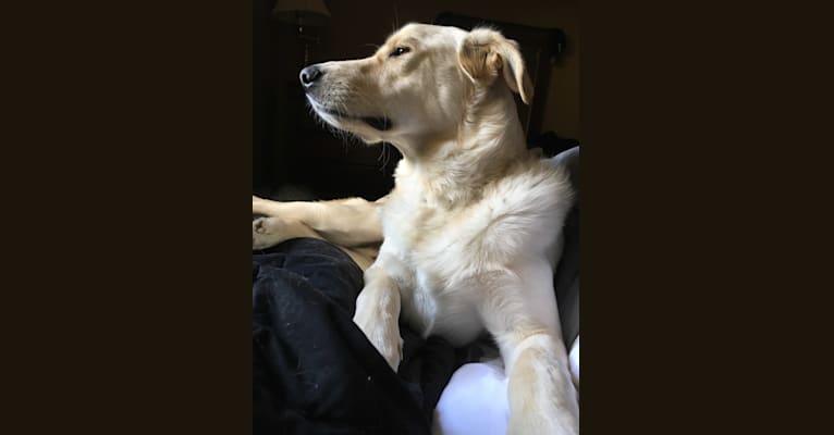 Rupert, a German Shepherd Dog and Golden Retriever mix tested with EmbarkVet.com