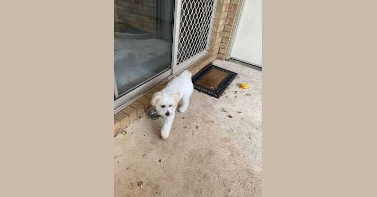 Photo of Murphy, a Maltese, Shih Tzu, Poodle (Small), and Chihuahua mix in Tamworth NSW, Australia