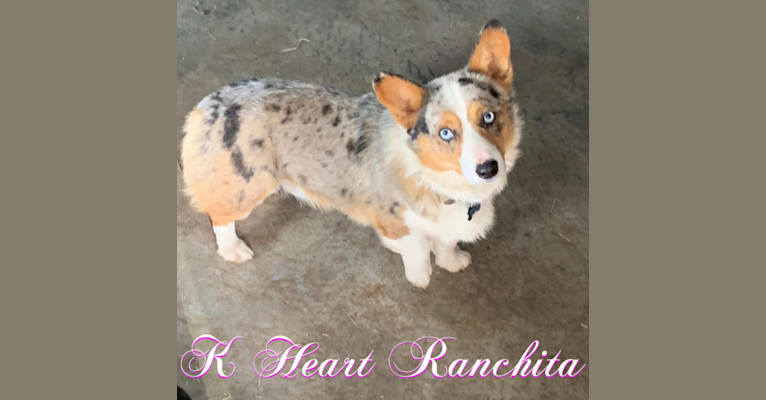 Photo of Sir Hoss of K Heart, a Pembroke Welsh Corgi  in Fort Smith, AR, USA