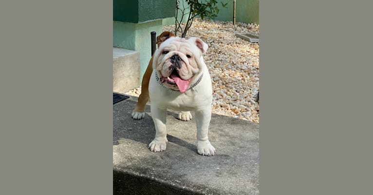 Photo of Kaijū, a Bulldog  in Ocala, FL, USA