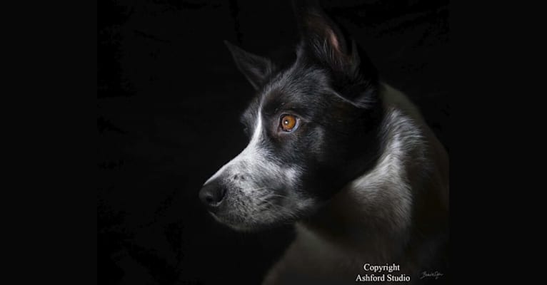 Rocco, an Australian Shepherd and German Shepherd Dog mix tested with EmbarkVet.com