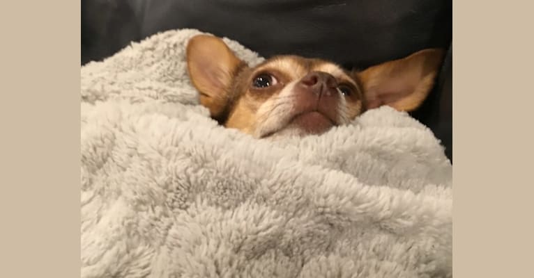 Lilbit, a Chihuahua and Miniature Pinscher mix tested with EmbarkVet.com