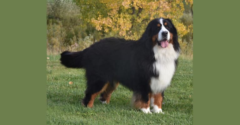 Wally, a Bernese Mountain Dog tested with EmbarkVet.com