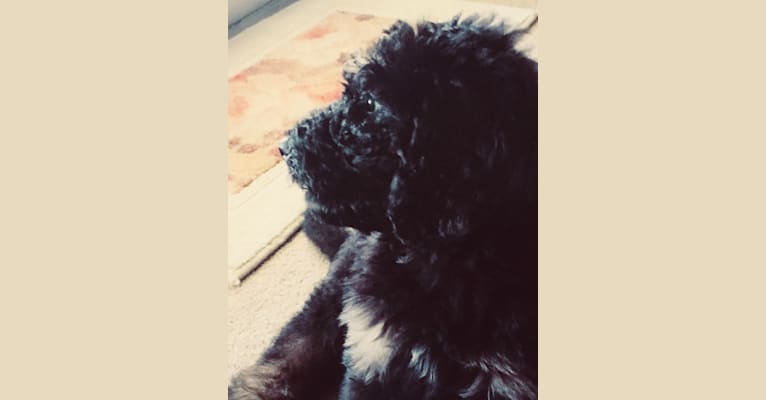 Trotsky, a Bernedoodle tested with EmbarkVet.com