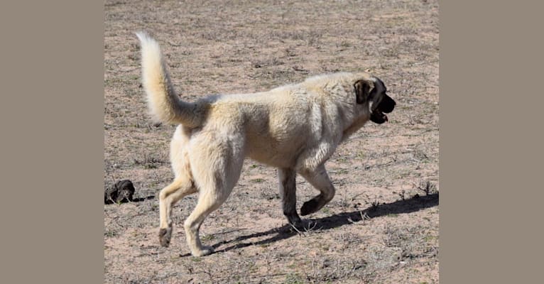 embark dog dna test breed