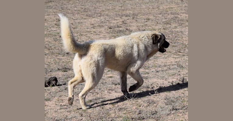 Katil, an Anatolian Shepherd Dog and Maremma Sheepdog mix tested with EmbarkVet.com