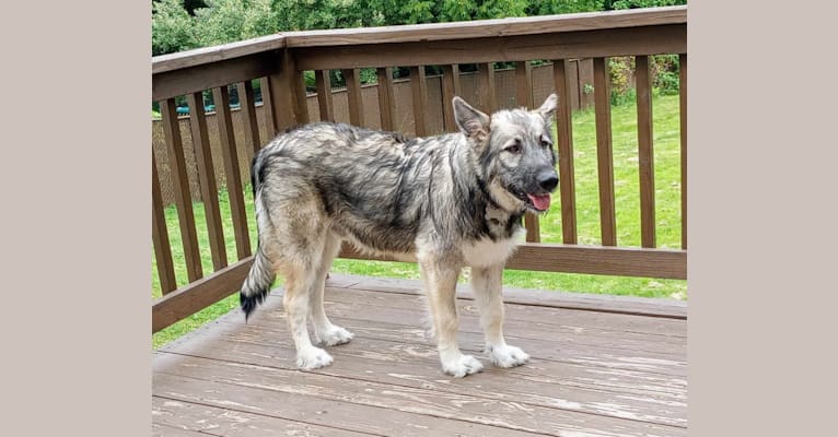 Friday, a German Shepherd Dog and Alaskan Malamute mix tested with EmbarkVet.com