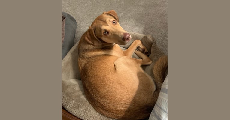 Photo of Oakley, an American Pit Bull Terrier, Chesapeake Bay Retriever, Great Pyrenees, Labrador Retriever, and Mixed mix in Wilson, North Carolina, USA