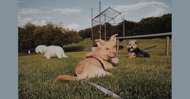 Photo of Fawn, a Chow Chow, Border Collie, American Pit Bull Terrier, Australian Shepherd, Labrador Retriever, and Mixed mix in Florida, USA
