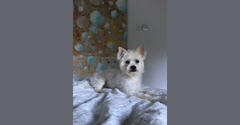 Billy, a Maltese and Chihuahua mix tested with EmbarkVet.com