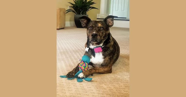 Photo of Carmela, a Boston Terrier, Mountain Cur, American Pit Bull Terrier, and Mixed mix in Tennessee, USA