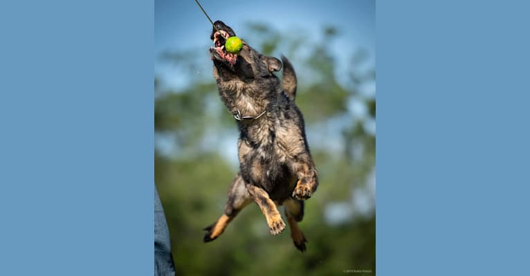 Story, a German Shepherd Dog tested with EmbarkVet.com