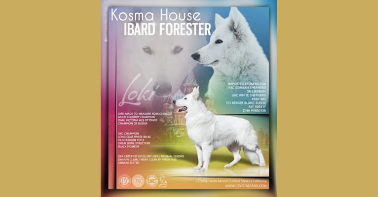 Kosma House Ibard Forester, a White Shepherd tested with EmbarkVet.com