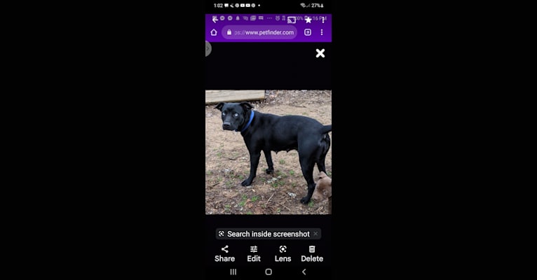 Kota, an American Pit Bull Terrier and American Bulldog mix tested with EmbarkVet.com