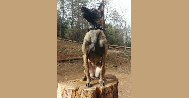 Bella, a Belgian Shepherd tested with EmbarkVet.com