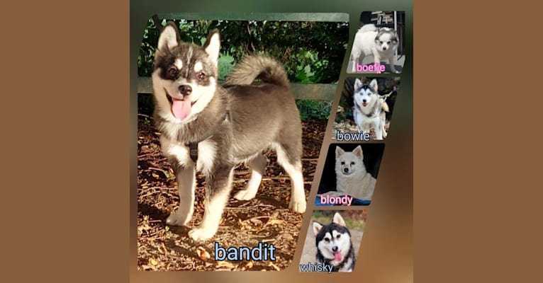 Pomsky Bandits Bandit, a Pomeranian and Siberian Husky mix tested with EmbarkVet.com