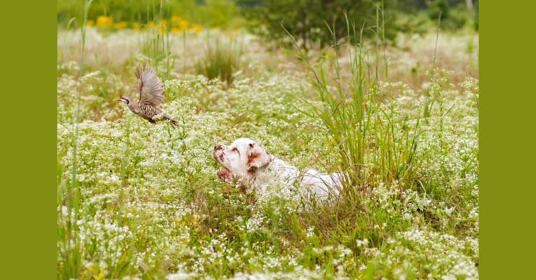 Jackson, a Clumber Spaniel tested with EmbarkVet.com