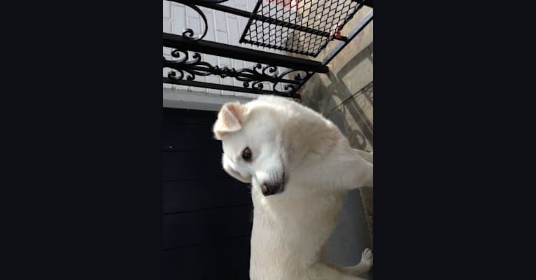 Dakota, a Staffordshire Terrier and Labrador Retriever mix tested with EmbarkVet.com