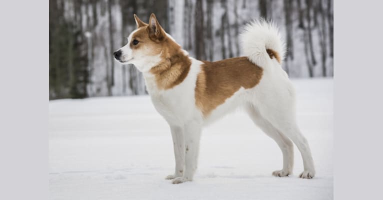 Liemu, a Norrbottenspets tested with EmbarkVet.com