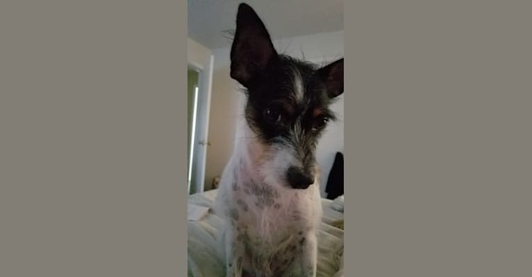Photo of DEXTER, a Rat Terrier, Yorkshire Terrier, Chihuahua, and Mixed mix in Fort Worth, Texas, USA