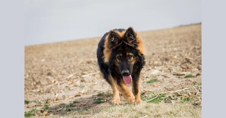 Xenavi, a German Shepherd Dog tested with EmbarkVet.com