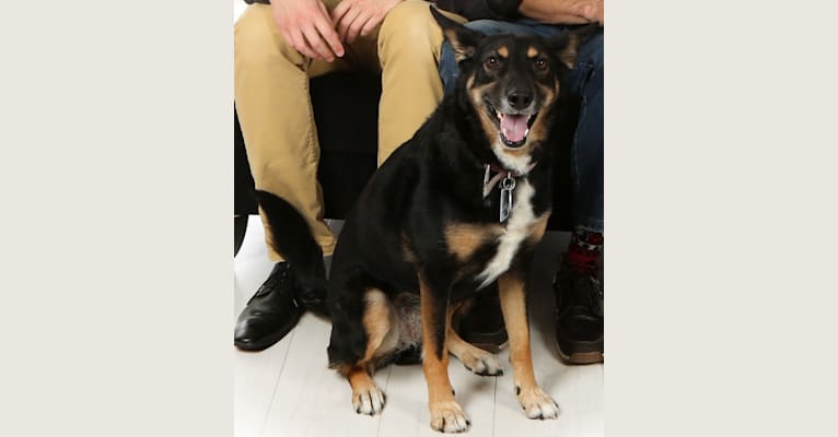 Chica, a Western European Village Dog tested with EmbarkVet.com