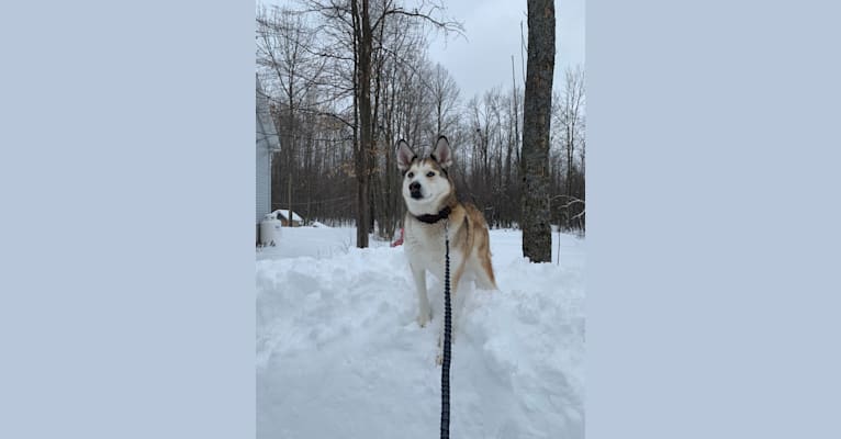Holly, a Siberian Husky and Alaskan Malamute mix tested with EmbarkVet.com