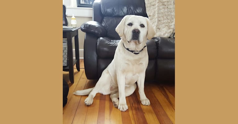 Rhya, a Labrador Retriever tested with EmbarkVet.com