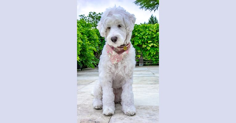 Penelope, a Poodle (Small) and Lhasa Apso mix tested with EmbarkVet.com