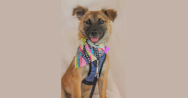 Jasmine, a Chinese Village Dog tested with EmbarkVet.com
