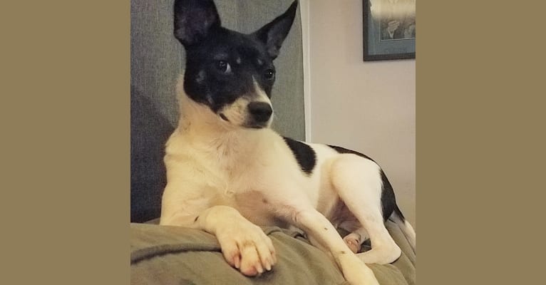 Quincy, a Chihuahua and Boston Terrier mix tested with EmbarkVet.com