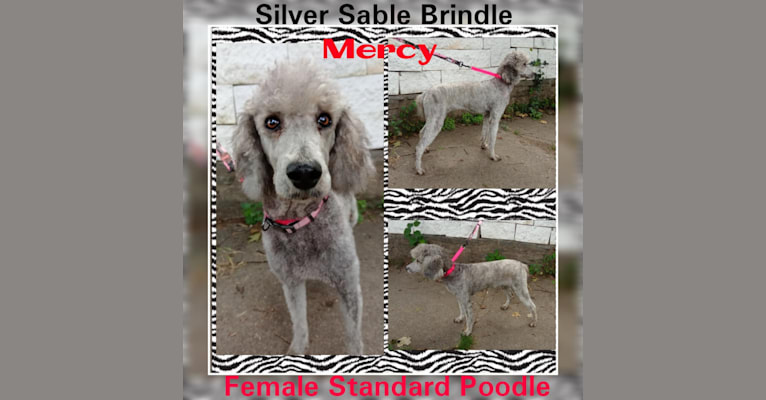 loells standard poodles