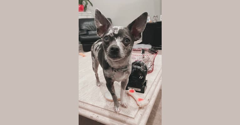 Photo of Jasper, a Chihuahua  in Camden, OH, USA