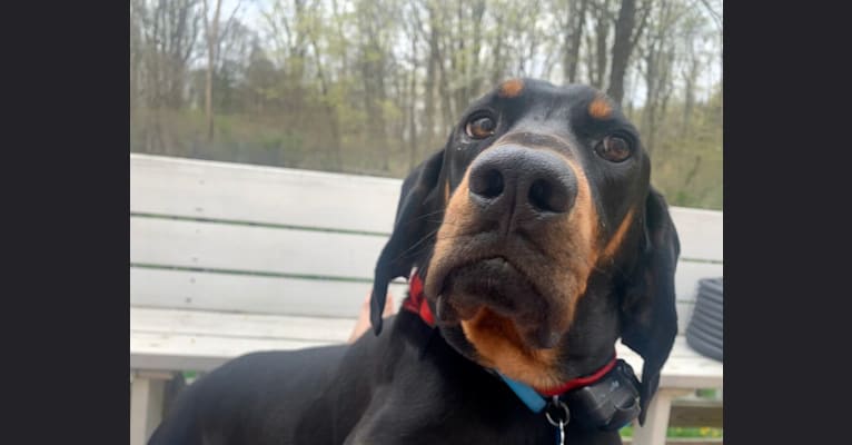 Lincoln, a Black and Tan Coonhound tested with EmbarkVet.com