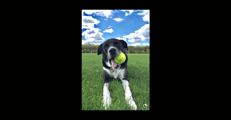 Photo of Sam, a Border Collie, American Pit Bull Terrier, and Golden Retriever mix in Medford, OR, USA