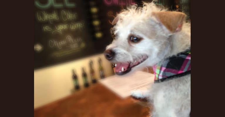 Photo of Coleen, a Rat Terrier and Poodle (Small) mix in Houston, Texas, USA