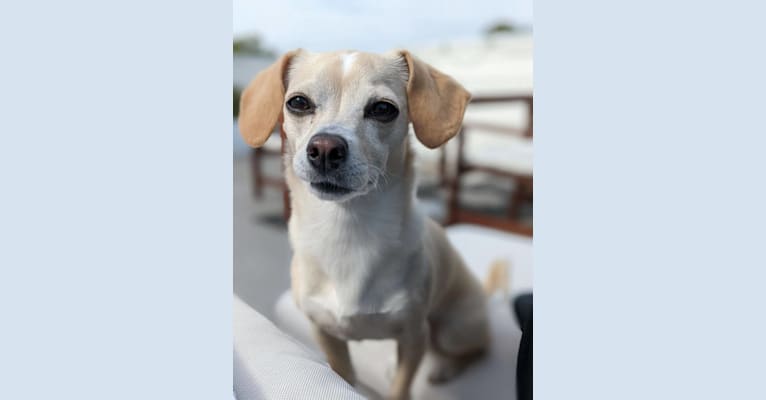 Photo of Leia, a Cocker Spaniel, Chihuahua, Maltese, and Miniature Pinscher mix in California, USA