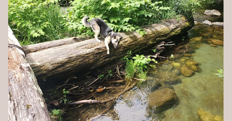 Photo of SAUIN, a German Shepherd Dog, Siberian Husky, and Alaskan Malamute mix in Spokane, Washington, USA
